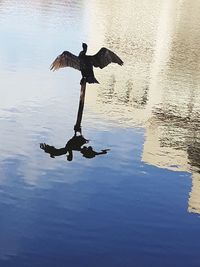 Full length of a bird flying over lake