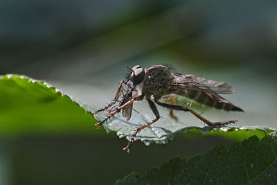 Close-up of insect on leaf