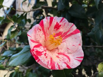 Close-up of pink hibiscus blooming outdoors