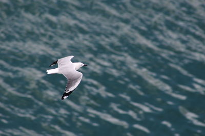 Seagull flying over lake