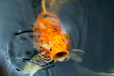 Fish swimming in sea