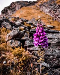 Close-up of purple flowering plant on field