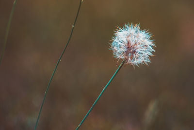 Close-up of wilted dandelion flower