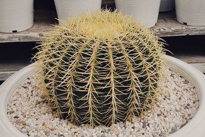 High angle view of succulent plant for sale