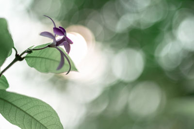 Close-up of purple flowering plant