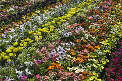 High angle view of flowering plants on field