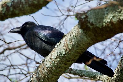 Low angle view of bird perching on branch