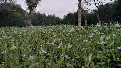 Flowers growing on field