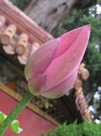 Close-up of pink flowering plant