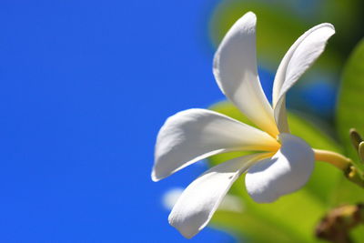 Close-up of white flowering against blue sky