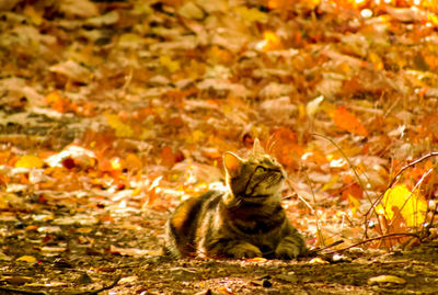 Tiger sitting on field during autumn