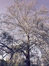 Low angle view of bare trees against sky