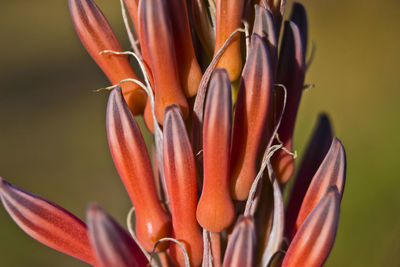 Close-up of orange flowering plant