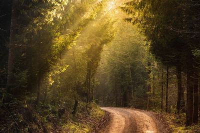 Road amidst trees in forest