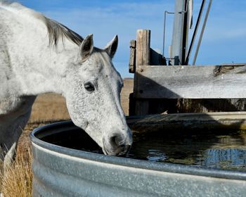 Close-up of a horse