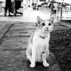 Close-up portrait of cat