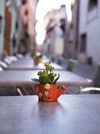 Close-up of potted plant on table