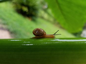 Close-up of snail on leaf