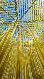 Low angle view of palm tree against sky