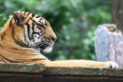 Close-up of a tiger from side