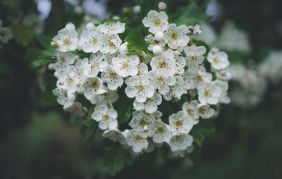 Close-up of white cherry blossoms