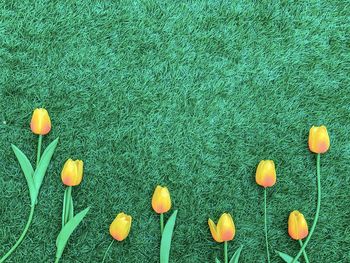 High angle view of flowering plants on field