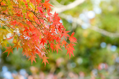 Close-up of maple leaves on tree