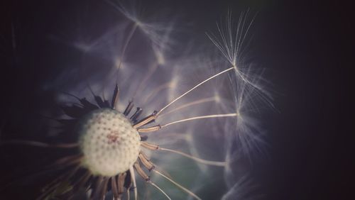 Close-up of dandelion against black background