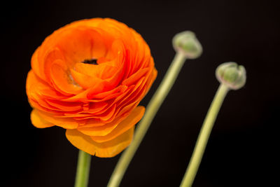 Close-up of orange poppy against black background