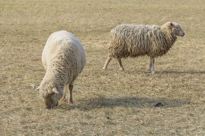 Sheep standing in a field