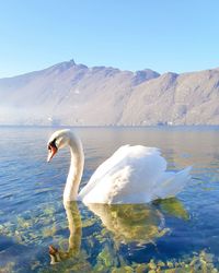 Swan floating on lake against sky