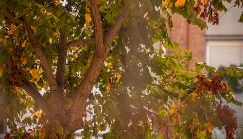 Close-up of tree in autumn