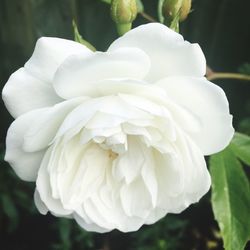 Close-up of white flowers