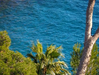 High angle view of trees by sea