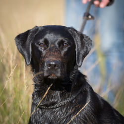 Close-up portrait of black dog