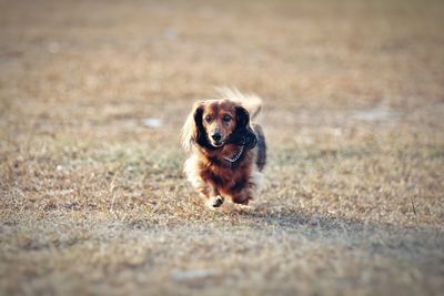 Portrait of dog on field