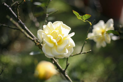 Close-up of white rose