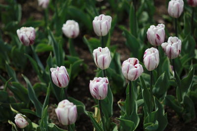 Close-up of pink tulips