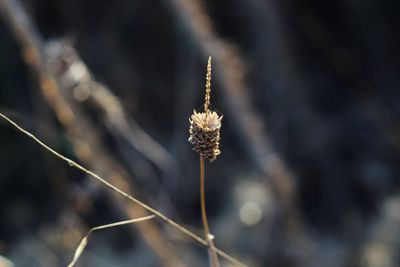 Close-up of wilted flower