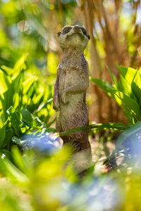 Monkey sitting on land
