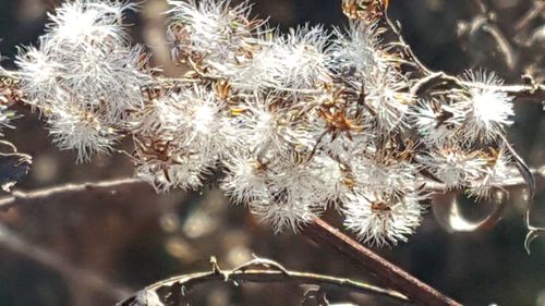 Close-up of flowers growing on tree