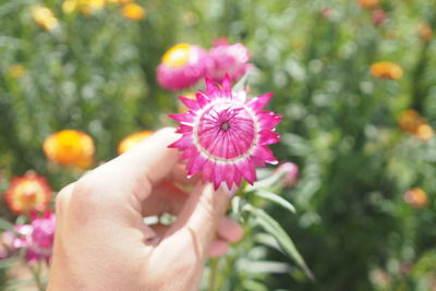 Close-up of woman holding pink flower