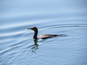 High angle view of cormorant swimming in river