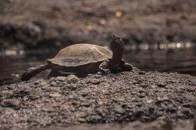 Close-up of crab on rock by lake