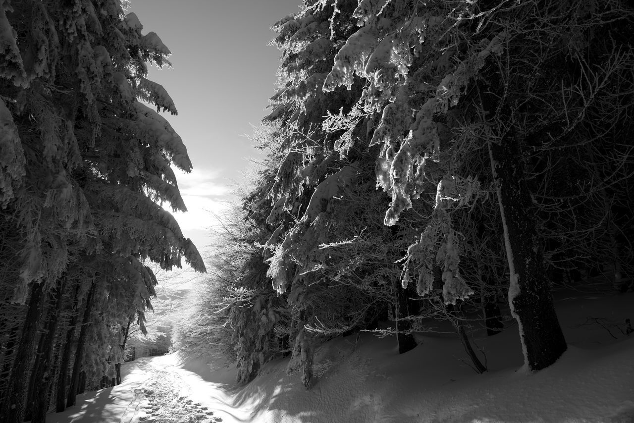 PANORAMIC SHOT OF TREES ON SNOW COVERED LANDSCAPE