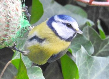 Close-up of bird perching outdoors