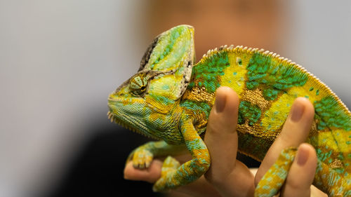 Close-up of a lizard on a hand