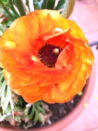 Close-up of orange flower