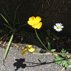 High angle view of yellow crocus flowers blooming on field