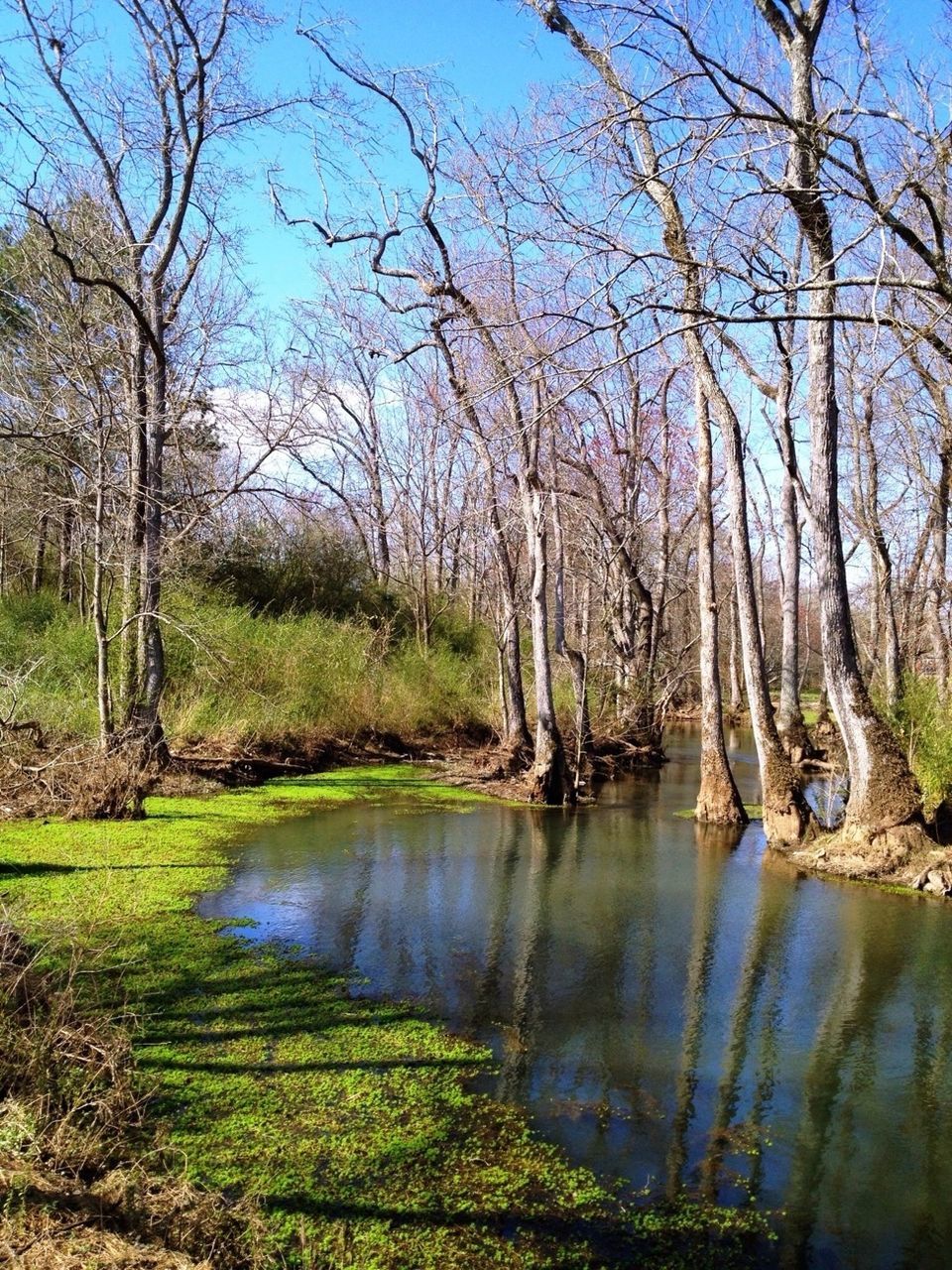 tree, water, tranquility, tranquil scene, scenics, lake, bare tree, reflection, beauty in nature, nature, branch, forest, sky, growth, tree trunk, idyllic, non-urban scene, day, river, grass